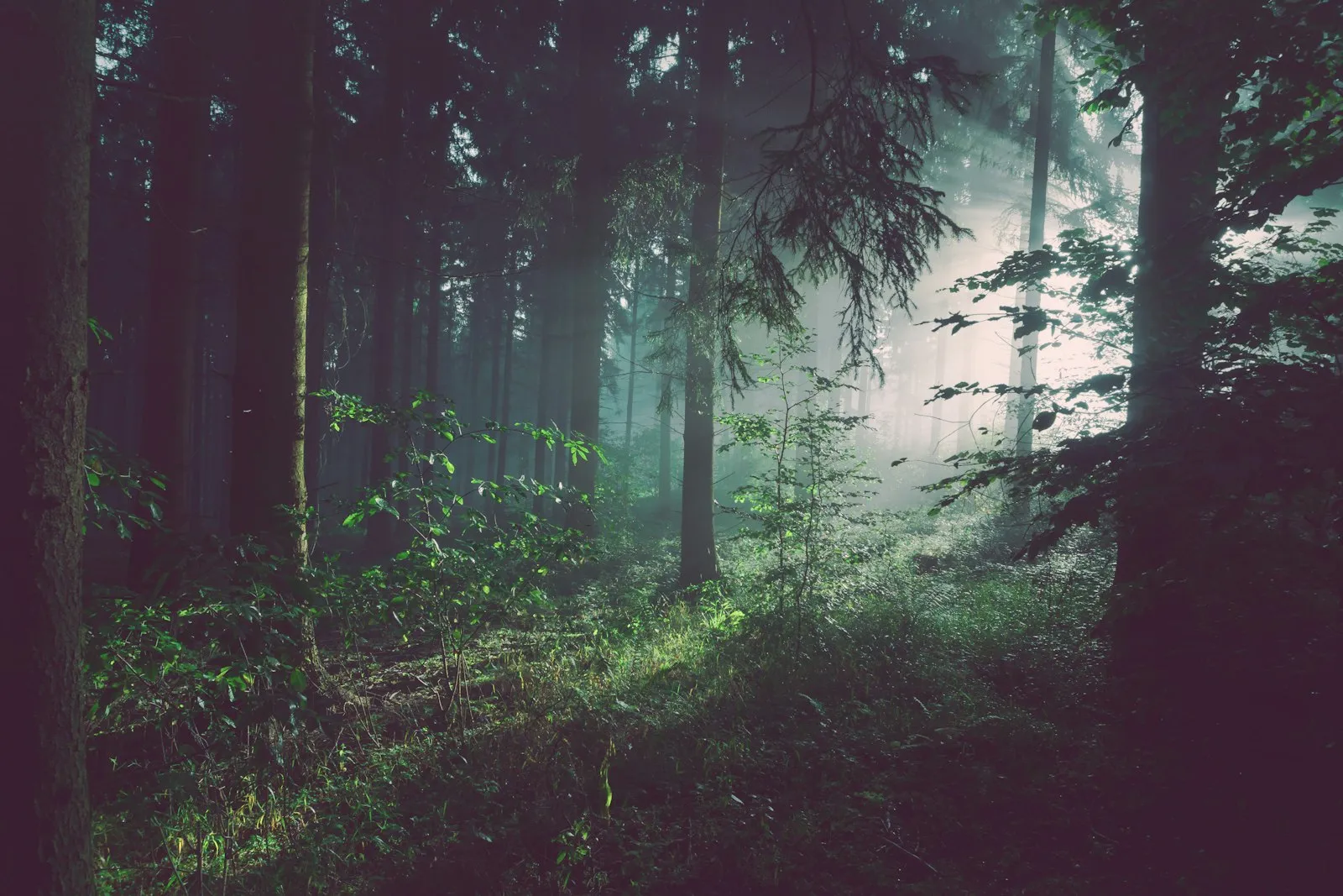 Forest canopy at dusk